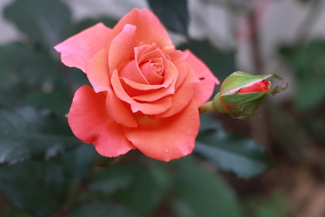 What Factors Should Influence Your Referral Commission Rates