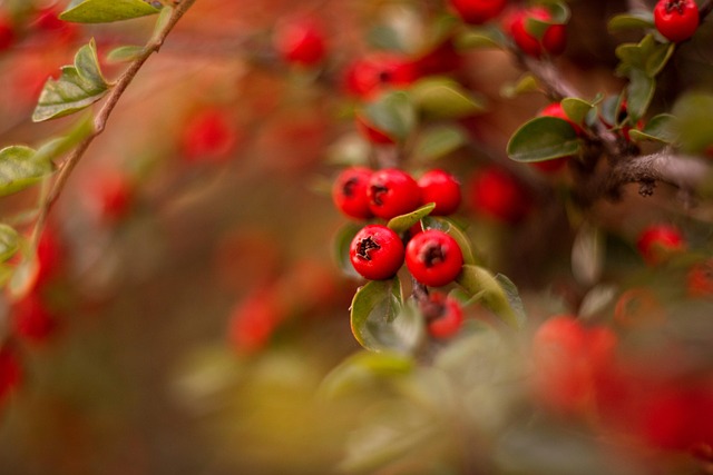 Building for Organic Growth Crafting a PLGReady Product